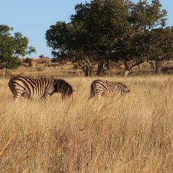 Dinokeng Game Reserve - Bela-Bela