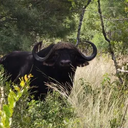 Dinokeng Game Reserve - Bela-Bela