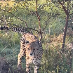 Entabeni Game Reserve - Bela-Bela