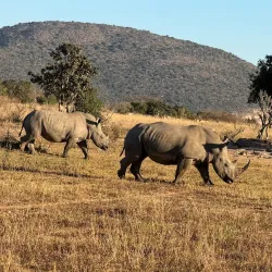 Entabeni Game Reserve - Bela-Bela