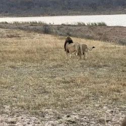 Entabeni Game Reserve - Bela-Bela