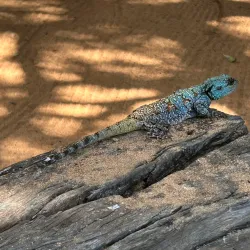 Entabeni Game Reserve - Bela-Bela