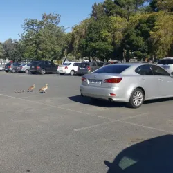 Tygerberg Hospital - Bellville