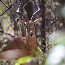 Loskop Dam Nature Reserve - Bethal