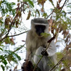 Loskop Dam Nature Reserve - Bethal