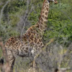 Loskop Dam Nature Reserve - Bethal
