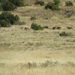 Bethulie Town Hall - Bethulie