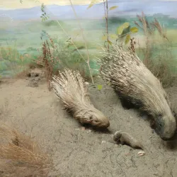 East London Museum - Bhisho