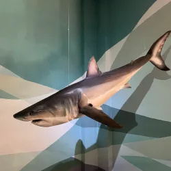 East London Museum - Bhisho