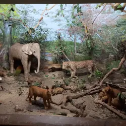 East London Museum - Bhisho