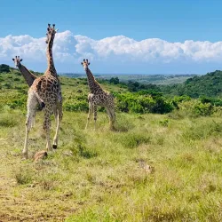 Inkwenkwezi Private Game Reserve - Bhisho