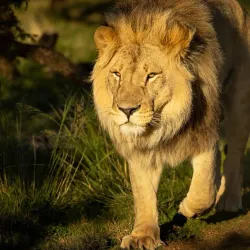 Inkwenkwezi Private Game Reserve - Bhisho