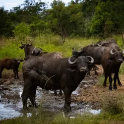Inkwenkwezi Private Game Reserve - Bhisho