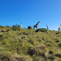 Inkwenkwezi Private Game Reserve - Bhisho