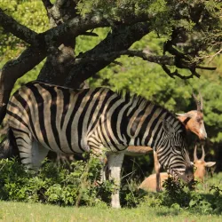 Inkwenkwezi Private Game Reserve - Bhisho