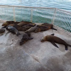 Robben Island Ferry Terminal - Bloubergstrand (Blaauwberg)