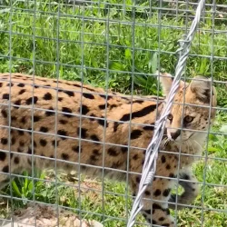 Cheetah Outreach - Brackenfell