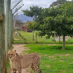 Cheetah Outreach - Brackenfell