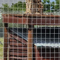 Cheetah Outreach - Brackenfell