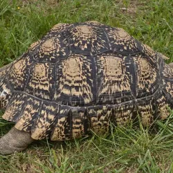 Cheetah Outreach - Brackenfell