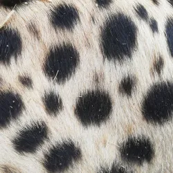 Cheetah Outreach - Brackenfell