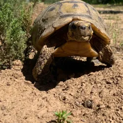 Tygerberg Nature Reserve - Brackenfell