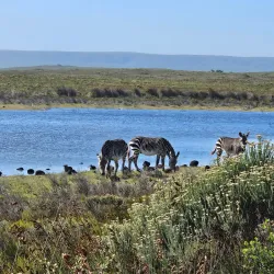 De Hoop Nature Reserve - Bredasdorp
