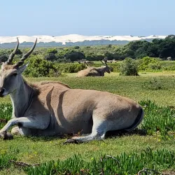 De Hoop Nature Reserve - Bredasdorp