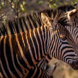 Mountainlands Nature Reserve - Burgersfort