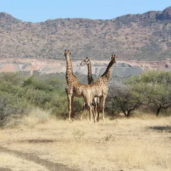 Sekhukhune District Museum - Burgersfort