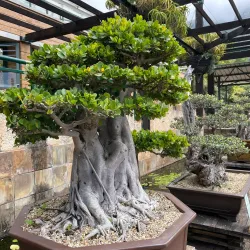 Kirstenbosch National Botanical Garden - Cape Town