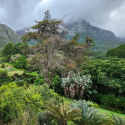 Kirstenbosch National Botanical Garden - Cape Town