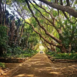 Kirstenbosch National Botanical Garden - Cape Town