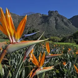 Kirstenbosch National Botanical Garden - Cape Town