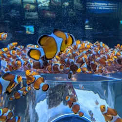 Two Oceans Aquarium - Cape Town