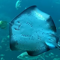 Two Oceans Aquarium - Cape Town