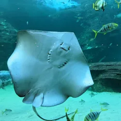 Two Oceans Aquarium - Cape Town