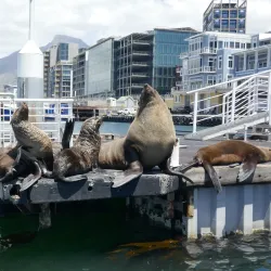 V&A Waterfront - Cape Town