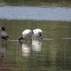 Centurion Lake Park - Centurion (Verwoerdburg)