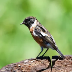 Rietvlei Dam - Centurion (Verwoerdburg)