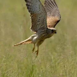 Rietvlei Dam - Centurion (Verwoerdburg)