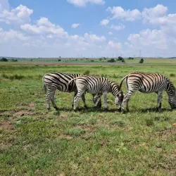 Rietvlei Nature Reserve - Centurion (Verwoerdburg)