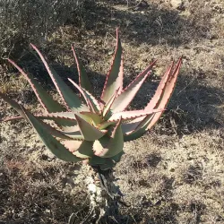 Great Fish River Nature Reserve - Cradock