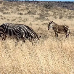 Mountain Zebra National Park - Cradock