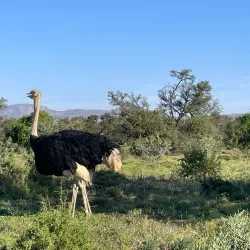 Mountain Zebra National Park - Cradock