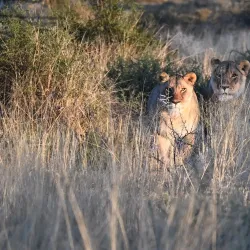 Mountain Zebra National Park - Cradock
