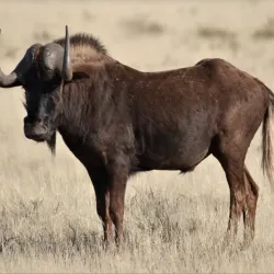 Mountain Zebra National Park - Cradock