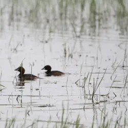 Karkloof Nature Reserve - Drummond
