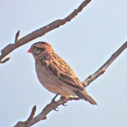 Karkloof Nature Reserve - Drummond