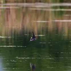 Karkloof Nature Reserve - Drummond